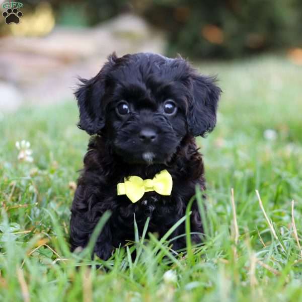 Owen, Cavapoo Puppy